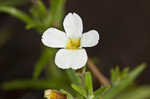 Branched hedgehyssop